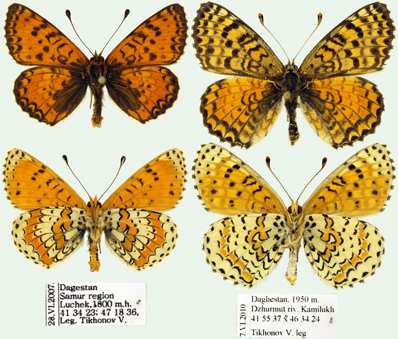 Melitaea interrupta Photo